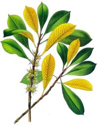 http://www.phytoreponse.fr/images/lexique/arbre_a_gutta_lexique_plantes.jpg
