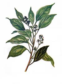http://www.phytoreponse.fr/images/lexique/camphrier_de_japon_lexique_plantes.jpg